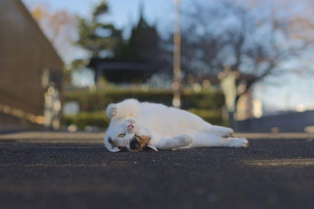 NEKOくらぶさんのインスタグラム写真 - (NEKOくらぶInstagram)「|| カメラ目線も決まってるぅ～📷👀✴️⠀ @anyophoto さんの作品ですにゃ（＝ΦωΦ＝）⠀ *⠀ いいね！＆コメント大歓迎！！⠀ *⠀ #nekoclub #NEKOくらぶ #Japan #Photo #写真 #日本 #cat #ネコ #ねこ #猫 ⠀ Follow: @nekoclub_jpn⠀ *⠀ ▼【廣済堂出版共同企画】NEKOくらぶの皆さまとつくる「NEKOくらぶ写真集」、発売中♪（＝ΦωΦ＝）⠀ ※詳細は本アカウント「 @nekoclub_jpn 」のプロフィールに固定しているハイライトから」8月12日 16時00分 - nekoclub_jpn