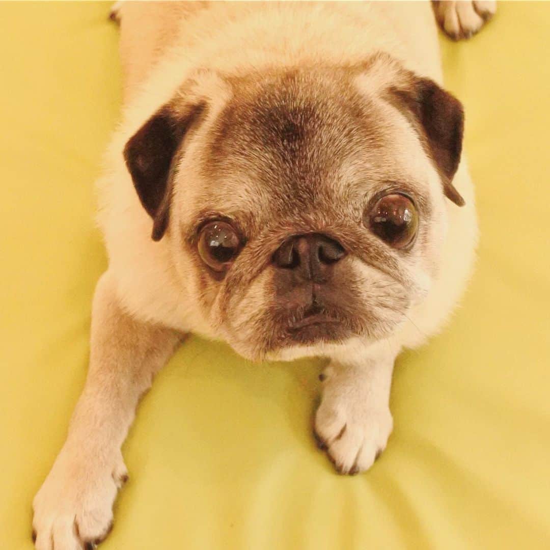 八兵衛のインスタグラム：「Acupuncture moxibustion treatment for senior dogs🐕 * * 先週の鍼灸通院🏥 ①先生待ち ②お腹すいてブーブー鼻息で 不満訴えながら施術中😂 ③先生待ち(隣でぐりちゃん施術中) ④歩きたいぐりちゃん 大丈夫？と様子を見にいく八兵衛 いや、ぐりちゃん治療終わった？＝先生からおやつもらえるかもと並びに行っただけかも😂😂 * * #パグだもの #治療終わるとマコモクッキーもらえるの #犬の鍼灸 #鍼灸治療 #犬の鍼灸治療 #東洋医学 #ほぼ黒パグ #おじいちゃん犬 #パグ #pug #puggy #puglife #puglove #petstagram #pugstagram #pugsofinstagram #pugs #dog #ふわもこ部  @igersjp #IGersJP #east_dog_japan #pecoイヌ部 #八兵衛 #はちべえ #朝ワンコ夕ニャンコ」