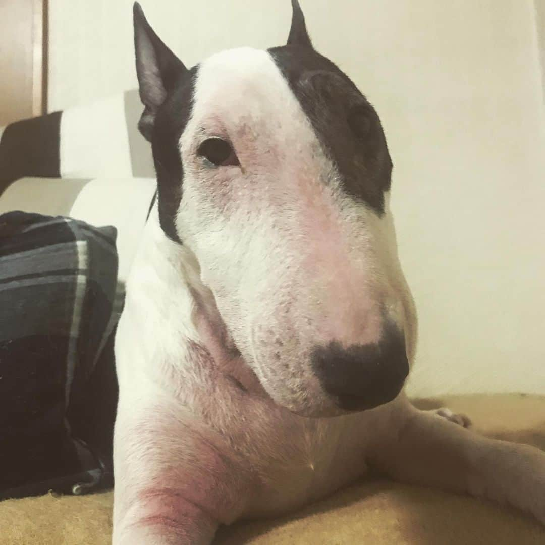 Q太郎さんのインスタグラム写真 - (Q太郎Instagram)「#minituru#bull#terrier#minibullterrier#miniturubullterrier#dog#dogstagram#cute#qtaro#love#family#ミニチュア#ブルテリア#ミニチュアブルテリア#Q太郎」8月12日 16時33分 - qtaro.jun