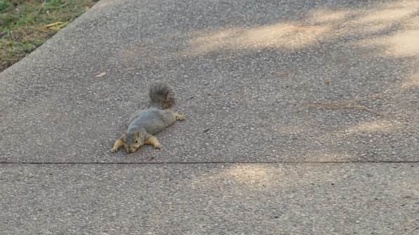 川和美輝さんのインスタグラム写真 - (川和美輝Instagram)「🍃when it’s really hot you have to chill out just like this squirrel 🐿🌴🍊🌻」8月12日 16時48分 - mikikawawa