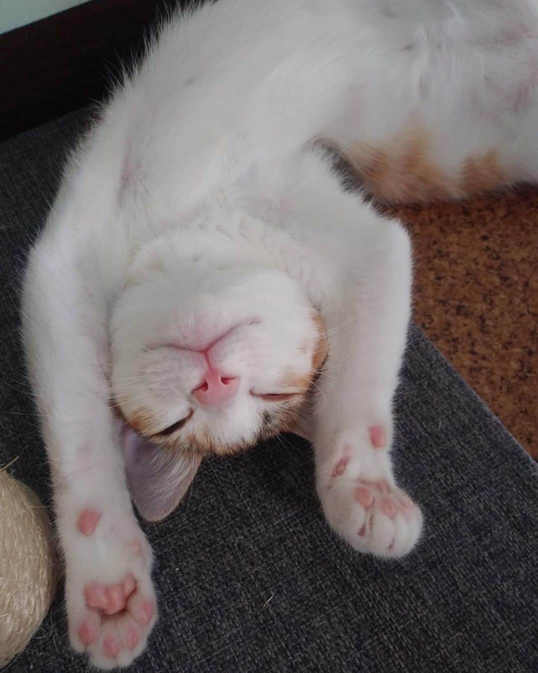 川田希さんのインスタグラム写真 - (川田希Instagram)「実家の猫の写真が可愛すぎるよー。 早く会いたいなぁ😍」8月12日 16時47分 - nozomikawata