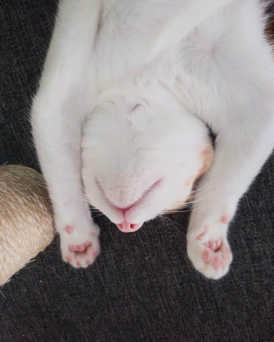 川田希さんのインスタグラム写真 - (川田希Instagram)「実家の猫の写真が可愛すぎるよー。 早く会いたいなぁ😍」8月12日 16時47分 - nozomikawata