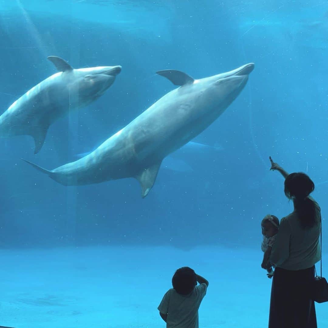のインスタグラム：「すごく楽しんでた#名古屋港水族館 ✨﻿ ﻿ 可愛いイルカ🐬にカメ🐢やペンギン🐧、自由に泳ぎまわる美しいお魚🐠たちに大人も癒される╰(*´︶`*)╯♡﻿ ﻿ 見え隠れする#チンアナゴ に夢中になったり、#ヒトデ ⭐️に触れてみたり♪﻿ ﻿ 広い館内では走り回るSくんを追っかけ回すのが大変😂  でも最高に楽しんでくれて、1日撮影も頑張ってくれて、子供達と一緒に来れてよかったな♡  #シヤチル の#ソルトビーフサンド もまた食べに行きたい🍴😋﻿ ﻿ #ks_aichi✨ #ks_19✨ #愛知 #名古屋 #名古屋観光 #水族館 #シヤチル #名古屋グルメ #名古屋ランチ #京都ママ #関西ママ #男の子ママ #女の子ママ #ママライフ #ママリ #コドモノ #ベビフル #赤ちゃんのいる生活 #S⭐️_ #M🍒_  #S⭐️M🍒」