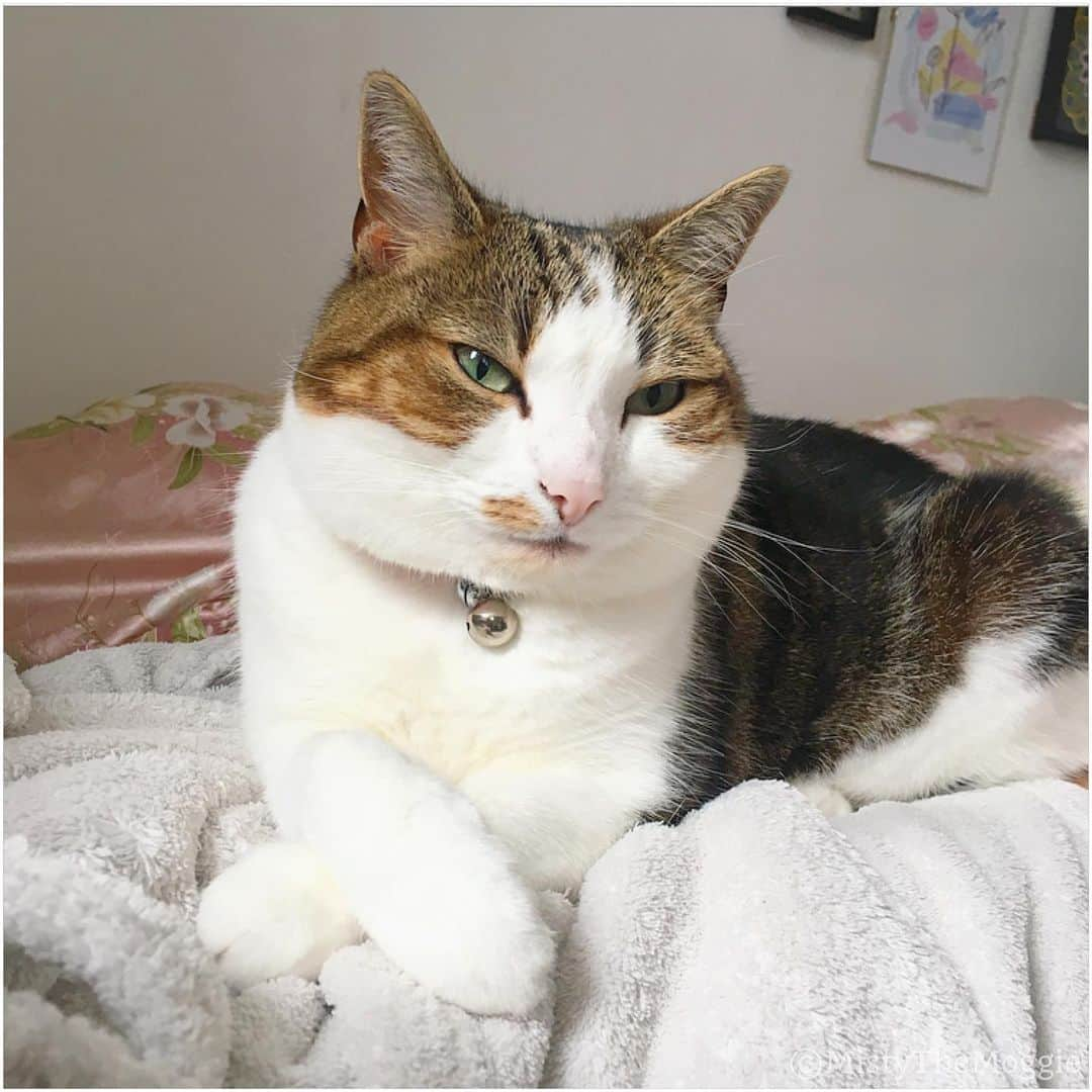 Misty The Moggieさんのインスタグラム写真 - (Misty The MoggieInstagram)「Monday blues... non here! 😹」8月12日 17時15分 - mistythemoggie