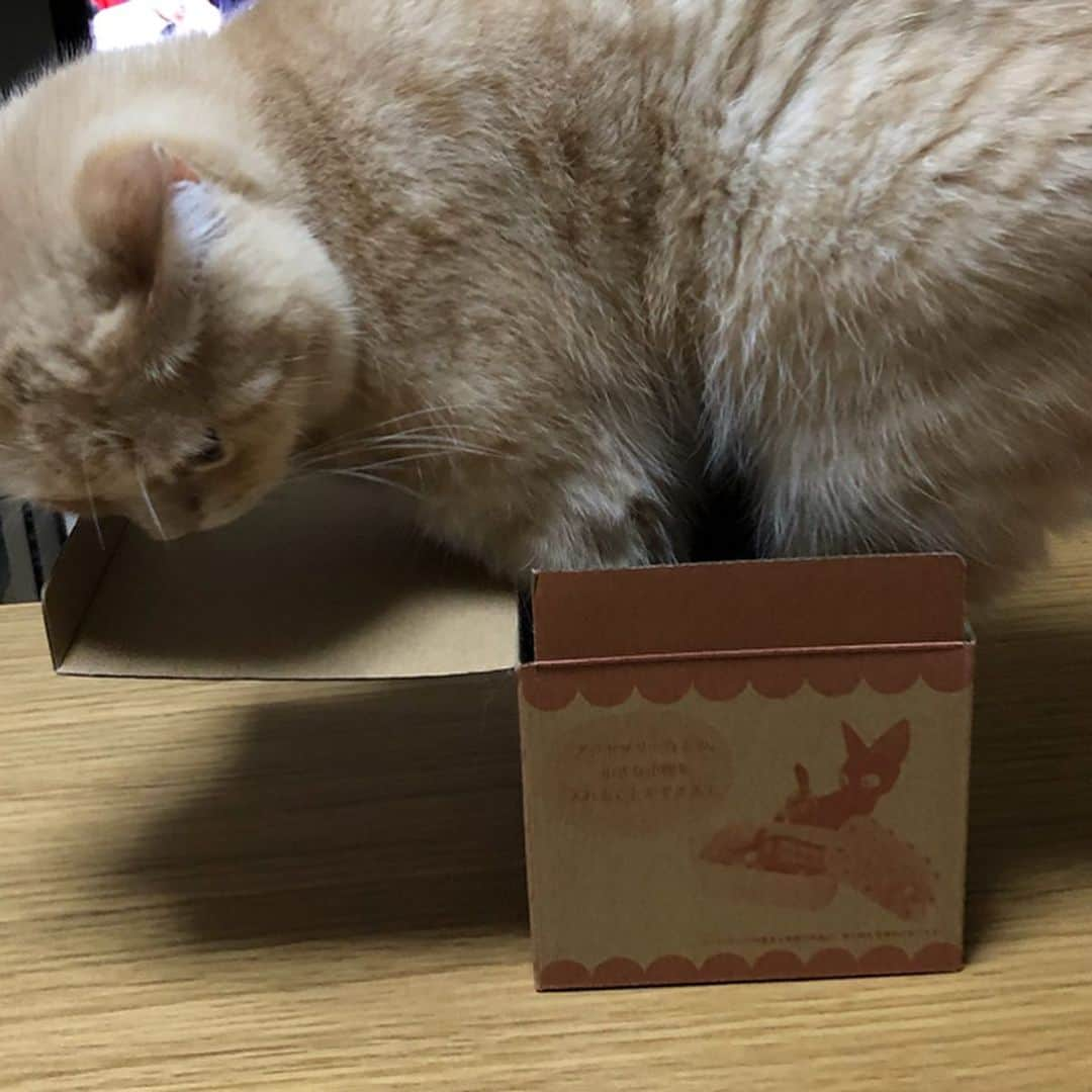 ami____5さんのインスタグラム写真 - (ami____5Instagram)「* 小さい箱に 一生懸命入る モフさん📦 どんなに困難でも 簡単に諦めてはいけないと 教えてもらいました✍🏻 😂😂😂 * * #猫#ねこ#もふもふ#ブリティッシュショートヘア#クリームタビー#にゃんすたぐらむ#まん丸ねこ部  #britishshorthair #cat #cats #catstagram #kitten #kitty #kittens #petstagram #petsagram #catoftheday #catsofinstagram #ilovemycat #instagramcats #catoftheday #lovecats #lovekittens #adorable #catlover #instacat #fluffy」8月12日 17時42分 - ami____5