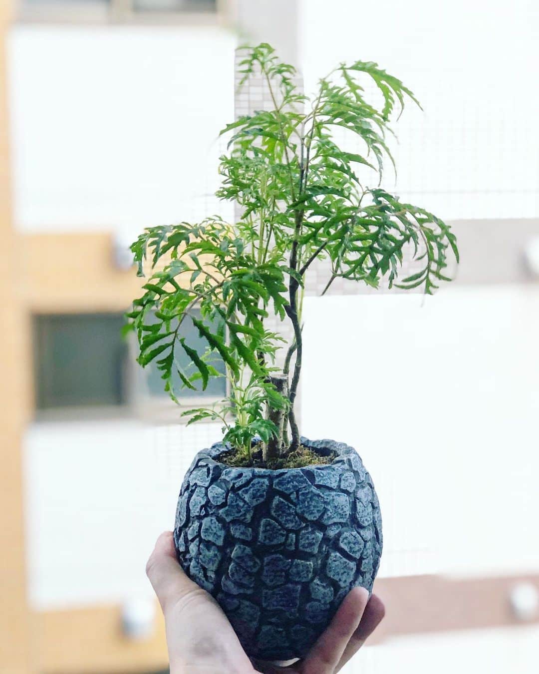 金成公信のインスタグラム：「鉢メイン。 #盆栽 #bonsai #bonsaijapan #japanesebonsai #wabisabi #bonsailovers #bonsailife #bonsaitree #bonsaiart #bonsaigram #bonsaiworld #plants #tree #greenlife #greenlifestyle」