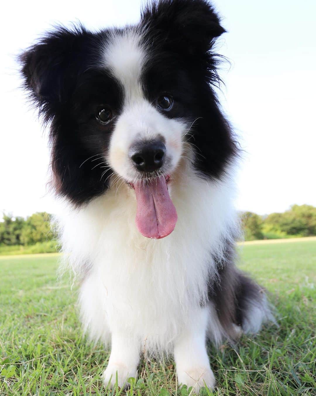 犬バカ部宣伝部長のグルメインスタ