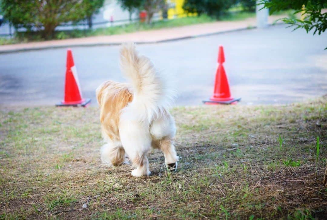 まゆみさんのインスタグラム写真 - (まゆみInstagram)「。 。 ぼーるかしてとおもーの🎾🐶❤️ 。 うふふー❤️🐶❤️ 。 ぺーにもかしぺ🐶✨ 。 なげぺいーよ🐶🙌🏻🎾 。 うーーーーーー…ん💩 。 しんじゃうしんじゃう あちあちあちあち🐶💦💦 🚗👋🏻🐶❄️ 。 。 キラキラの笑顔 結局ボール渡しただけ🤣 。 #はやっ！！！ #ボール渡しただけで終了 #エアコン車待機あーちゃん #遊びたいのは山々だけど #真夏に極上のセーター着ては遊べない #この夏遊べなかった時間 #秋冬に取り戻してあげる😠👍🏻 。 #ぺーだけ居残り遊び🐶👍🏻✨ 。 #ゴールデンレトリバー#goldenretriever#dog#犬#あーるん#golden#retriever#doglover#insta_dog#ぺんぺん子ちゃん#welovegoldens#Instagram#Instagramjapan#Instagramdogs#9gag#dogstagram#dogsofinstagram#dogs#doggy」8月12日 18時50分 - aarun_evolution