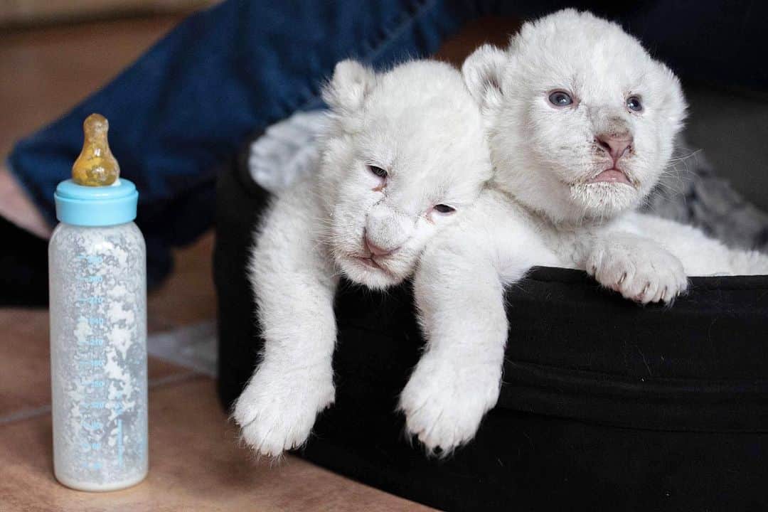 NBC Newsさんのインスタグラム写真 - (NBC NewsInstagram)「Newborn white lion cubs rest after drinking milk from a nursing bottle at a volunteer organization in northwest France. . 📷 Lou Benoist / @afpphoto」8月13日 4時17分 - nbcnews