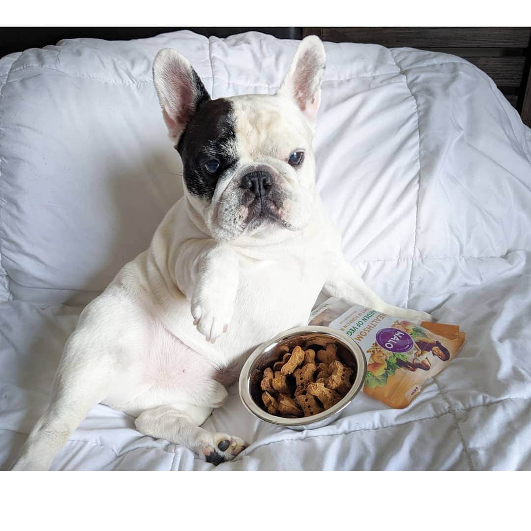 Manny The Frenchieのインスタグラム：「Who else veggin out today?! #meatlessMonday  @halopets」