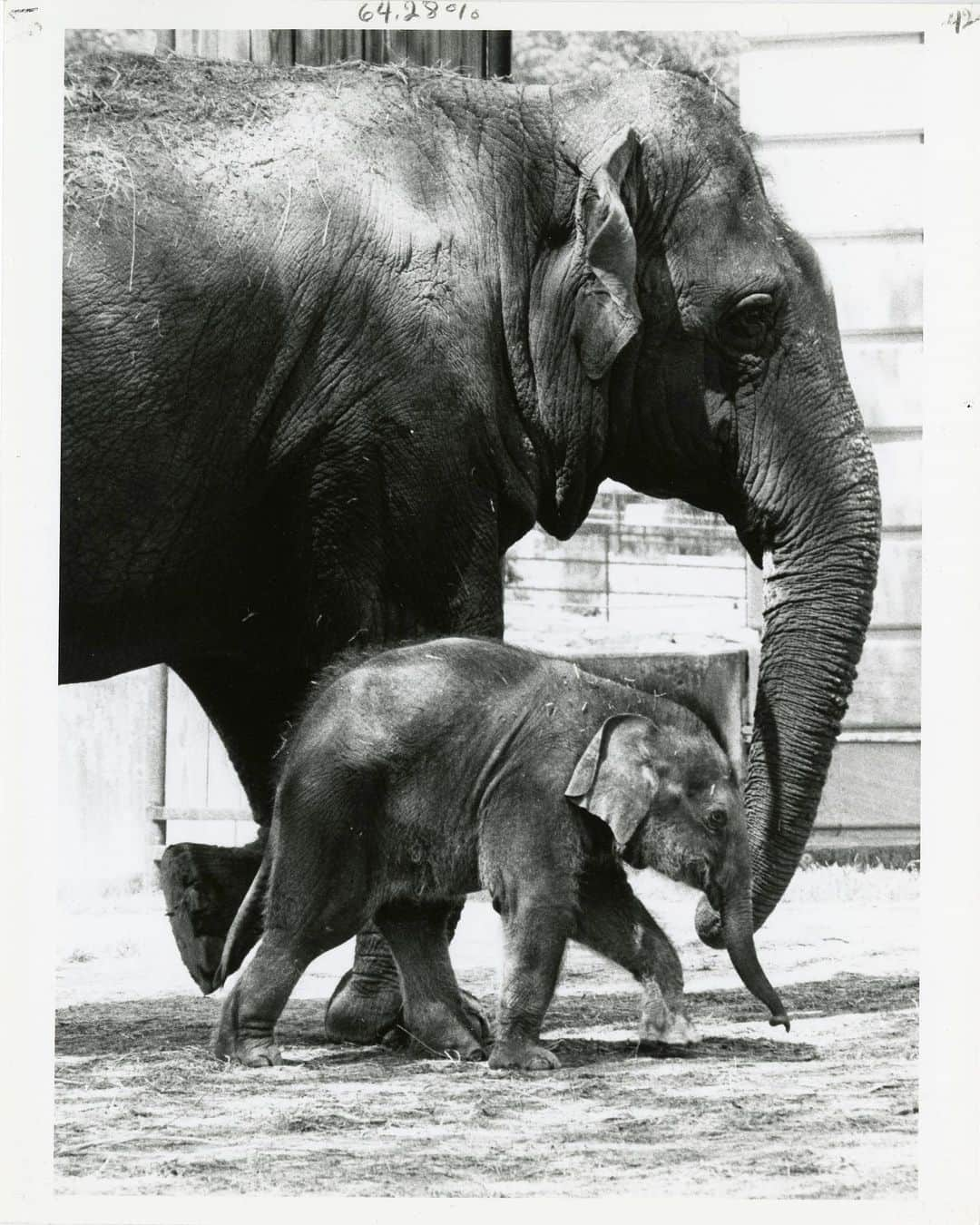 スミソニアン博物館さんのインスタグラム写真 - (スミソニアン博物館Instagram)「Have you herd? It's #WorldElephantDay.  In this @smithsonianarchives photo, Shanthi walks with her baby Kumari, who was born at @smithsonianzoo in 1993. Shanthi is an Asian elephant who was born in Sri Lanka, and was the first elephant to reproduce at the Zoo. At 6 months old, Kumari weighed 416 pounds. Mega(fauna) fans, test your elephant knowledge in our Instagram Story.」8月13日 5時02分 - smithsonian