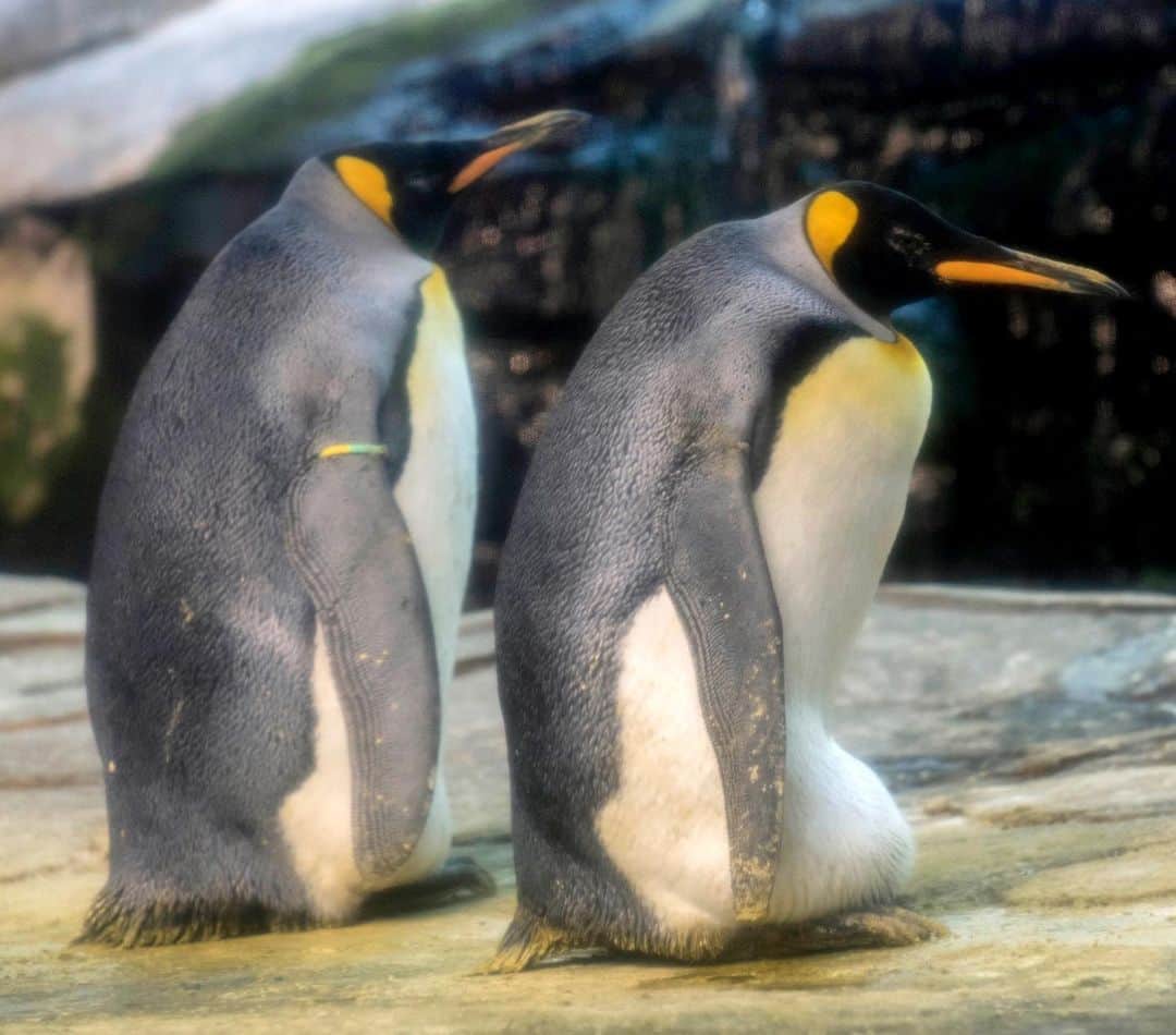 NBC Newsさんのインスタグラム写真 - (NBC NewsInstagram)「A pair of male king #penguins at the #Berlin Zoo are fulfilling a long-standing ambition to become parents, by adopting an egg abandoned by its mother. Click the link in our bio to read more. . 📷 Karl Broeseke / Berlin Zoo」8月13日 5時12分 - nbcnews