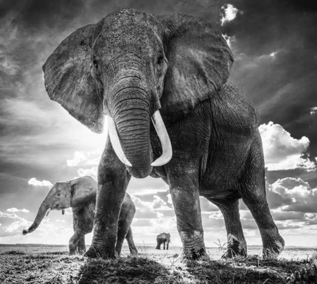 パメラ・アンダーソンさんのインスタグラム写真 - (パメラ・アンダーソンInstagram)「#worldelephantday ❤️ Elephants never forget a friend, or an enemy. The memory of elephants is legendary, and for good reason. Elephants remember other elephants and individual humans for years — even decades —after they last saw them. ... Elephants can also remember individual humans, including those who were kind and those who were not.」8月13日 5時09分 - pamelaanderson