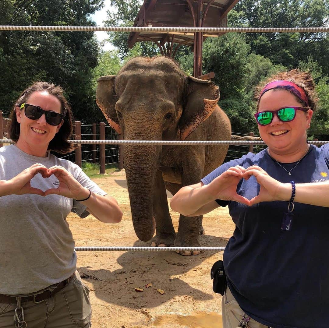 スミソニアン国立動物園さんのインスタグラム写真 - (スミソニアン国立動物園Instagram)「🐘🌏 We’ve got #TonsOfLove for our Asian elephant herd! Visit Elephant Trails today, Aug. 12, to learn all about these precious pachyderms, from trunk to tail. Meet the Zoo’s elephants, keepers and scientists; play elephant-themed games; and attend special husbandry training demonstrations. #WeSaveSpecies 📆 Schedule: https://s.si.edu/2YSWKNj. 📖 10:30 a.m. Story time 🐘 11 a.m. Enrichment, keeper talk + training demonstration 👩‍🔬 11:30 a.m. Conservation talk 📖 12 p.m. Story time 🐘 2 p.m. Enrichment + keeper talk 🙋‍♂️4 p.m. Keeper talk」8月12日 20時45分 - smithsonianzoo