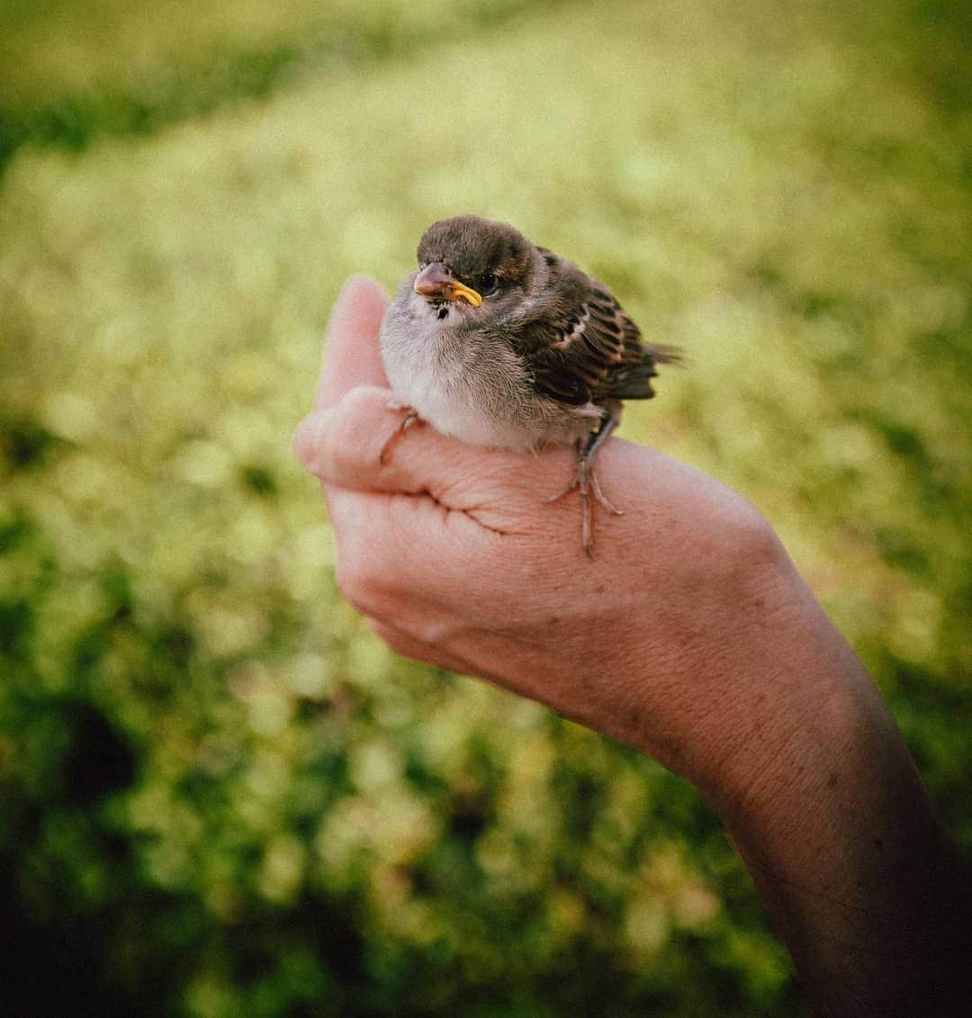 スティーヴ・アオキさんのインスタグラム写真 - (スティーヴ・アオキInstagram)「Made a lil friend in Portugal 🐦」8月12日 20時38分 - steveaoki