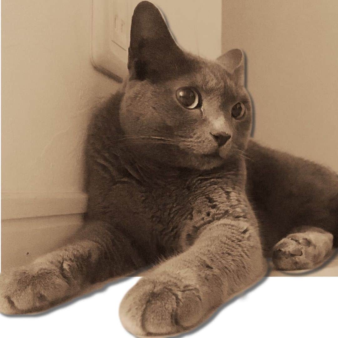 のインスタグラム：「3Dミーちゃん😄  #cat #russianblue #neko #catsofinstagram #catstagram #猫 #ネコ #ねこ #ロシアンブルー#グレ猫倶楽部」