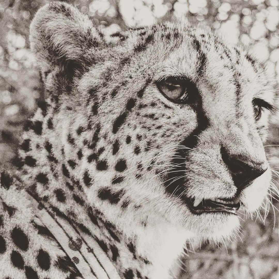 マイケル・ミュラーさんのインスタグラム写真 - (マイケル・ミュラーInstagram)「Coming face to face with nature and witnessing animals in their natural habitat and not in a zoo,  is one of the things I live for in this life.  The opportunity to share these experiences with my kids tops that. My daughter Klara took this photo which reminds me of when my Father took me to Africa at 9years old and gave me his Nikromat to use.  Life cycles are a trip, and when I get to the end I Want to rest knowing I opened my daughters eyes to as much of the World as possible.  Kruger Africa 2016 📷 @klaragmuller」8月12日 20時44分 - michaelmuller7