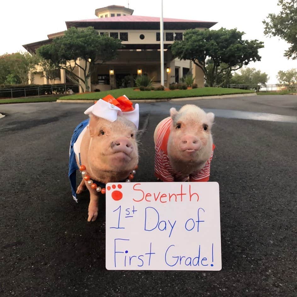 Priscilla and Poppletonさんのインスタグラム写真 - (Priscilla and PoppletonInstagram)「SQUEAL! It’s our SEVENTH First Day of First Grade! Yes, we are repeating again this year. But guess what? We are finally the same age as our first grade friends. I’m entering first grade as a six year old, and Silly Pop is one of the younger ones turning six later this year. We are so excited to meet all our new friends. We have a feeling this is going to be our best year yet!🐷📚#backtoschool . Please keep in mind that we won’t be able to respond to your messages during the day but know we will be anxious to read them all after school. Mommy said it can count as our reading homework again this year. So leave us a good luck message below!🐷😉#Bolles #firstgrade #classpets #teacherspets #PrissyandPop」8月12日 20時49分 - prissy_pig