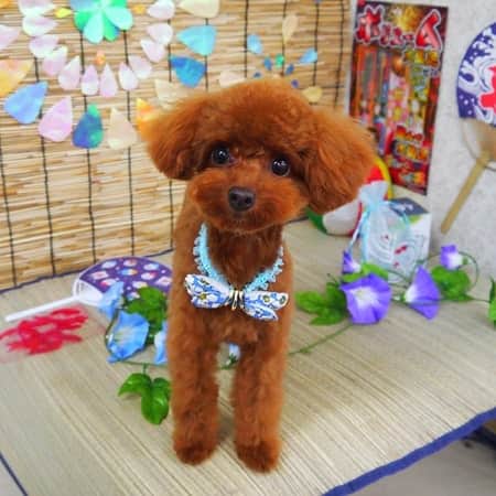 のインスタグラム：「モカ、トリミング🐶 可愛すぎる🤣🤣🤣 #トイプードル #トイプードル男の子 #トリミング #トリミングサロン #フルフル #サマー#夏 #といぷーどる #トイプー #犬」