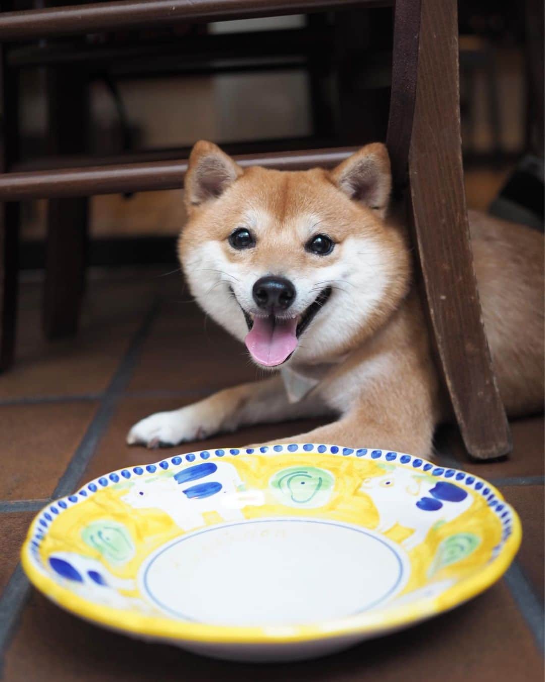 豆柴にこちゃんのインスタグラム