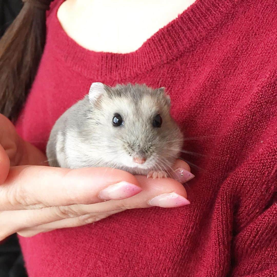 hamster_mocoのインスタグラム