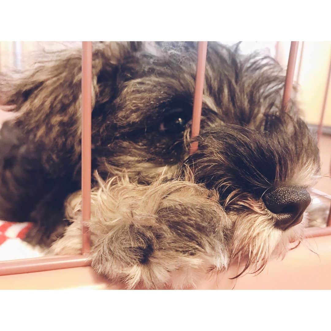 岡田鷹斗のインスタグラム：「まるスタグラム🐶💓 ・ ・ ・ 日記:📚 3ヶ月にしてかなりの成長 甘噛みがやや多め‼️ モモちゃんとは徐々に距離が縮まっている☆ 好きな事は沢山食べること🍼  #ペット #犬 #dog #まるちゃん #ミニチュアしシュナウザー  #🐶 #まるスタグラム #生後3ヶ月 #赤ちゃん」
