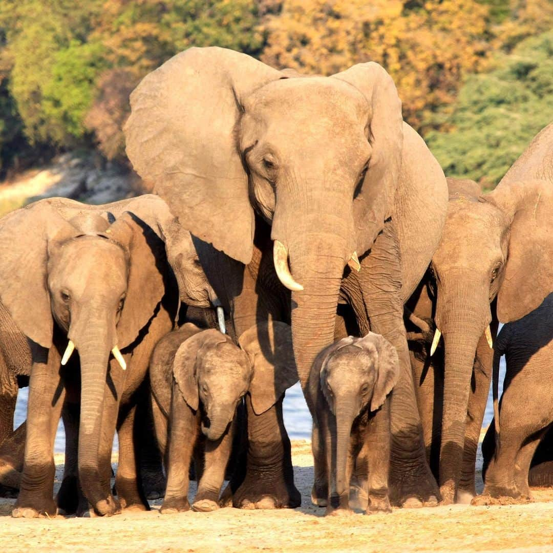 英ヘンリー王子夫妻さんのインスタグラム写真 - (英ヘンリー王子夫妻Instagram)「🐘🐘🐘🐘🐘🐘🐘🐘 Today is #WorldElephantDay and we are pleased to announce that since we followed our friends at @ElephantswithoutBorders (EWB) on Instagram in July, when we were celebrating the environment, you and our friend @TheEllenFund (@TheEllenShow) have spread the word and EWB have been able to help protect 25 elephants by fitting them with satellite navigation collars!  These collars allow the team at EWB to track the elephants, as well as to learn their essential migratory patterns to keep their corridors safe and open so future generations of elephants can roam freely. In honour of this amazing support, EWB have named their most recently collared Elephant...ELLEN! We can’t wait to see where she will go! 🐘  Two years ago on World Elephant Day, The Duke and Duchess of Sussex joined Dr Chase to help in this conservation effort. Below, a few words from Mike and his partner Kelly at EWB: • ‘Today is a day to honor and celebrate the majestic elephant and to make a strong stand for conserving and protecting one of the world’s most beloved animals. elephants are intelligent, sentient beings capable of emotions from joy to grief. They are ‘environmental engineers,’ a key-stone umbrella species, and the fight to save them is in effect, a fight to save entire ecosystems and all wildlife.  Today elephants are facing many challenges; habitat loss and competition for resources creates conflict with humans, climate change and fires destroy much needed resources and poaching for the demand of ivory makes elephants bigger targets than ever.  African elephants are especially prone to human-wildlife conflict because of their large home ranges. Finding, preserving and creating elephant corridors is therefore of great importance in helping to maintain habitats suitable for movement and minimising human-elephant conflict. Corridors are a mitigation technique to better the livelihoods of local communities and the elephants themselves, by providing environment and ample space for wildlife to navigate from one habitat patch to another, without affecting the livelihoods of communities.’ • EWB - Dr Mike Chase, Ms Kelly Landen . 📸 by DOS © SussexRoyal Additional photos: EWB」8月12日 22時00分 - sussexroyal