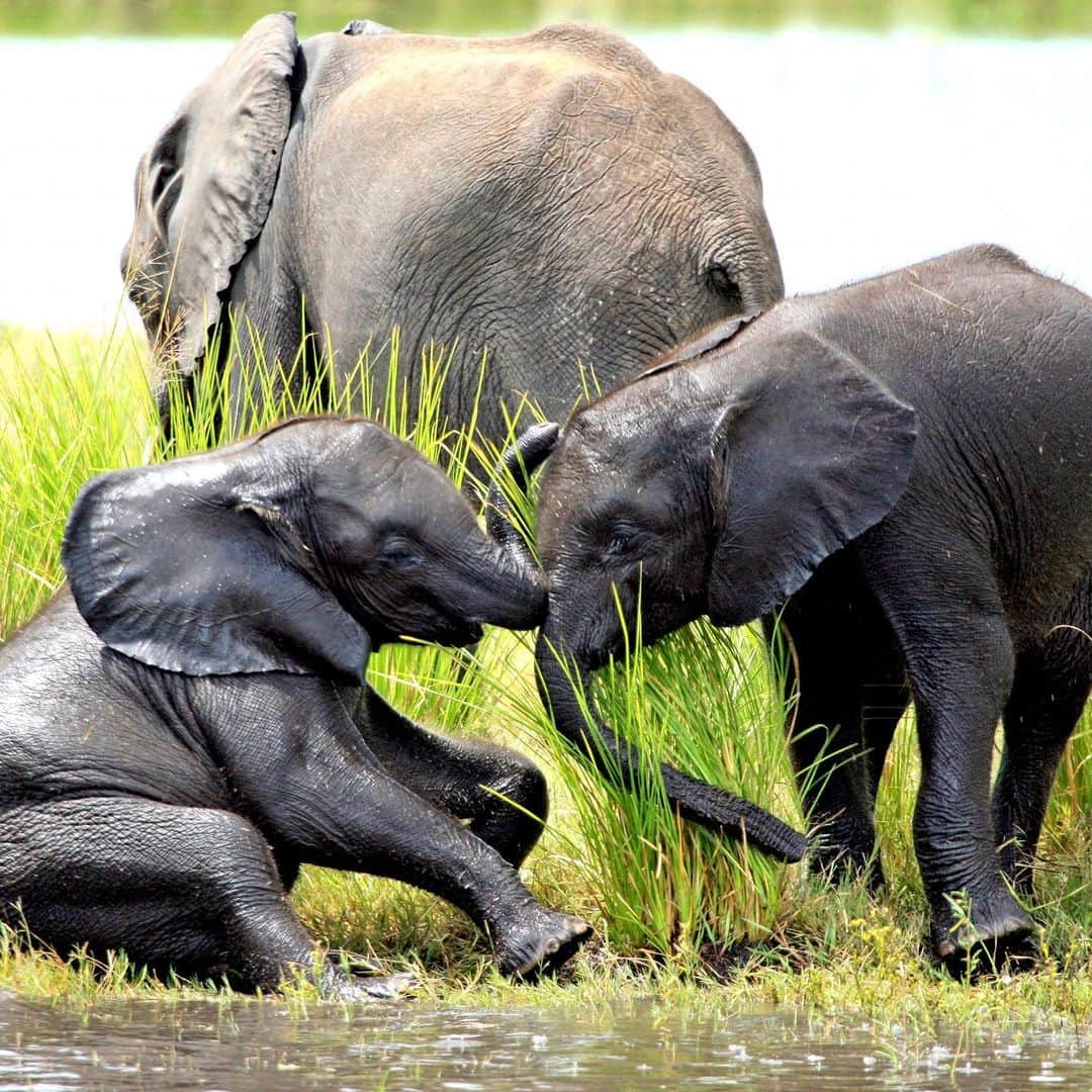 英ヘンリー王子夫妻さんのインスタグラム写真 - (英ヘンリー王子夫妻Instagram)「🐘🐘🐘🐘🐘🐘🐘🐘 Today is #WorldElephantDay and we are pleased to announce that since we followed our friends at @ElephantswithoutBorders (EWB) on Instagram in July, when we were celebrating the environment, you and our friend @TheEllenFund (@TheEllenShow) have spread the word and EWB have been able to help protect 25 elephants by fitting them with satellite navigation collars!  These collars allow the team at EWB to track the elephants, as well as to learn their essential migratory patterns to keep their corridors safe and open so future generations of elephants can roam freely. In honour of this amazing support, EWB have named their most recently collared Elephant...ELLEN! We can’t wait to see where she will go! 🐘  Two years ago on World Elephant Day, The Duke and Duchess of Sussex joined Dr Chase to help in this conservation effort. Below, a few words from Mike and his partner Kelly at EWB: • ‘Today is a day to honor and celebrate the majestic elephant and to make a strong stand for conserving and protecting one of the world’s most beloved animals. elephants are intelligent, sentient beings capable of emotions from joy to grief. They are ‘environmental engineers,’ a key-stone umbrella species, and the fight to save them is in effect, a fight to save entire ecosystems and all wildlife.  Today elephants are facing many challenges; habitat loss and competition for resources creates conflict with humans, climate change and fires destroy much needed resources and poaching for the demand of ivory makes elephants bigger targets than ever.  African elephants are especially prone to human-wildlife conflict because of their large home ranges. Finding, preserving and creating elephant corridors is therefore of great importance in helping to maintain habitats suitable for movement and minimising human-elephant conflict. Corridors are a mitigation technique to better the livelihoods of local communities and the elephants themselves, by providing environment and ample space for wildlife to navigate from one habitat patch to another, without affecting the livelihoods of communities.’ • EWB - Dr Mike Chase, Ms Kelly Landen . 📸 by DOS © SussexRoyal Additional photos: EWB」8月12日 22時00分 - sussexroyal