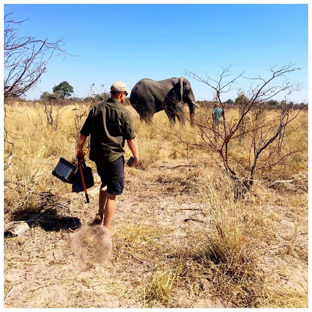 英ヘンリー王子夫妻のインスタグラム：「🐘🐘🐘🐘🐘🐘🐘🐘 Today is #WorldElephantDay and we are pleased to announce that since we followed our friends at @ElephantswithoutBorders (EWB) on Instagram in July, when we were celebrating the environment, you and our friend @TheEllenFund (@TheEllenShow) have spread the word and EWB have been able to help protect 25 elephants by fitting them with satellite navigation collars!  These collars allow the team at EWB to track the elephants, as well as to learn their essential migratory patterns to keep their corridors safe and open so future generations of elephants can roam freely. In honour of this amazing support, EWB have named their most recently collared Elephant...ELLEN! We can’t wait to see where she will go! 🐘  Two years ago on World Elephant Day, The Duke and Duchess of Sussex joined Dr Chase to help in this conservation effort. Below, a few words from Mike and his partner Kelly at EWB: • ‘Today is a day to honor and celebrate the majestic elephant and to make a strong stand for conserving and protecting one of the world’s most beloved animals. elephants are intelligent, sentient beings capable of emotions from joy to grief. They are ‘environmental engineers,’ a key-stone umbrella species, and the fight to save them is in effect, a fight to save entire ecosystems and all wildlife.  Today elephants are facing many challenges; habitat loss and competition for resources creates conflict with humans, climate change and fires destroy much needed resources and poaching for the demand of ivory makes elephants bigger targets than ever.  African elephants are especially prone to human-wildlife conflict because of their large home ranges. Finding, preserving and creating elephant corridors is therefore of great importance in helping to maintain habitats suitable for movement and minimising human-elephant conflict. Corridors are a mitigation technique to better the livelihoods of local communities and the elephants themselves, by providing environment and ample space for wildlife to navigate from one habitat patch to another, without affecting the livelihoods of communities.’ • EWB - Dr Mike Chase, Ms Kelly Landen . 📸 by DOS © SussexRoyal Additional photos: EWB」