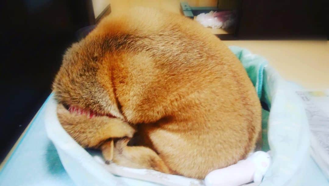 宮城麻里子さんのインスタグラム写真 - (宮城麻里子Instagram)「ドーナッツ？ #柴犬ドーナッツ  #まめ丸 #しばいぬ #shibastgram」8月12日 22時05分 - miyagimariko