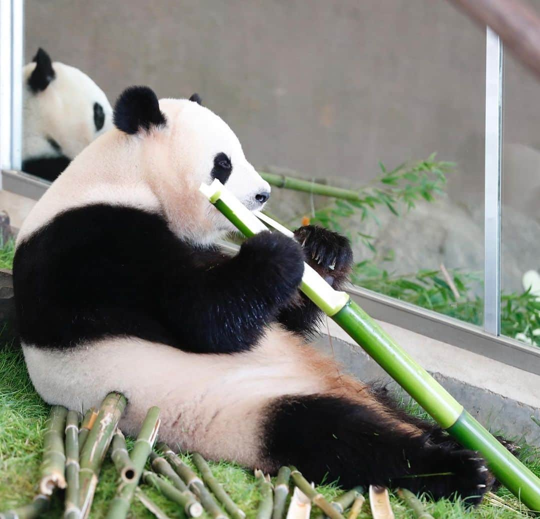 パンダ（白浜）さんのインスタグラム写真 - (パンダ（白浜）Instagram)「🐼 😊 Ouhin & Touhin nice twins! #ADVENTUREWORLDPANDAS 🐼🐼🐼 #アドベンチャーワールドパンダ #baby #HELLOLITTLE #pandamental #hellopanda #ハローリトル #ハローパンダ #パンダグラビア and #panda #pandababy 🐼🐼🐼 ⭐︎『ADVENTURE  WORLD  PANDAS』新刊⭐️」8月12日 22時07分 - hellopanda_book