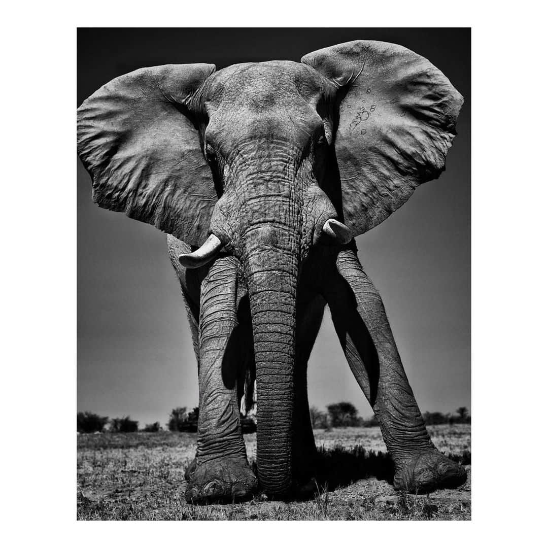 エヴァ・グリーンさんのインスタグラム写真 - (エヴァ・グリーンInstagram)「Today is #WorldElephantDay ! Elephants are essential to our ecosystems: with their large appetite, they help disperse seeds from dozens of tree species. By doing so, they are not just spreading seeds but also creating pathways for other animals. Elephants are beautiful, kind, intelligent, loyal and self-aware (just like Dumbo!), and it’s very critical that we protect them. Say no to entertainment establishments using elephants and other animals for entertainment. If you are on vacation, please say no to elephant rides. When the riding stops, the abuse will stop.  For more information on how you can be part of elephant conservation, visit and follow the following organisations:  @r.e.s.c.u.e @elephantfamily @theelephantsanctuary @grumetifund @unitedforwildlife @96elephants @sheldricktrust  #RefuseToRide  Photos by © @leah.gallo and @levison.wood」8月12日 22時10分 - evagreenweb