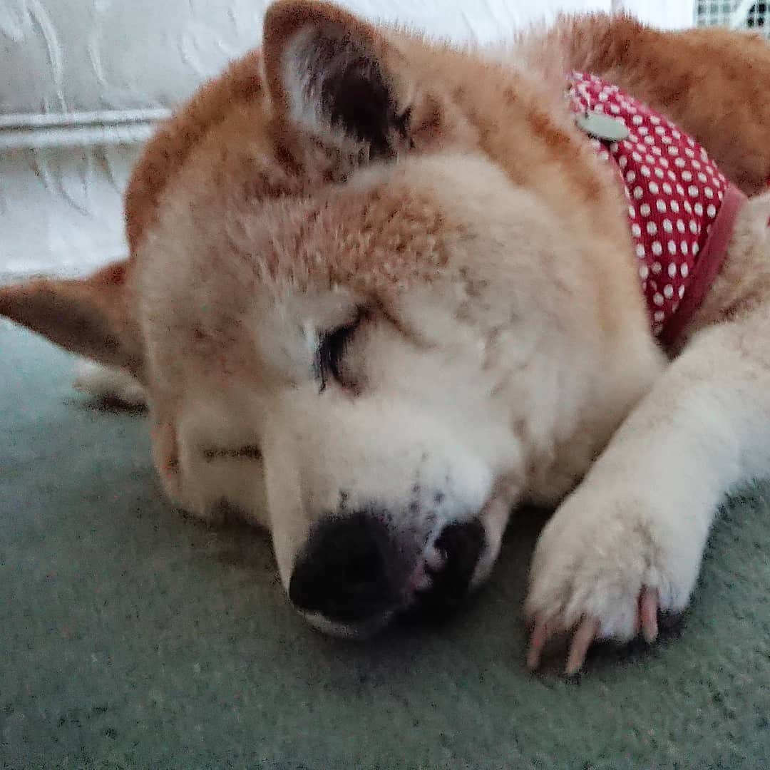 柴子さんのインスタグラム写真 - (柴子Instagram)「おやすみなさい( ˘ω˘)ｽﾔｧ #柴犬　#shibainu #shibastagram」8月12日 22時22分 - senogawadogs