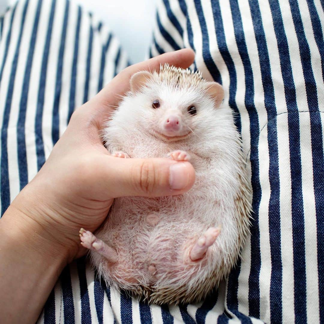 ダーシーさんのインスタグラム写真 - (ダーシーInstagram)「So Fluffy🦔😍✨ ・ ・ ・ ショパンはモフ毛が長くてきもちいいです😍👋🏻✨」8月12日 22時37分 - darcytheflyinghedgehog