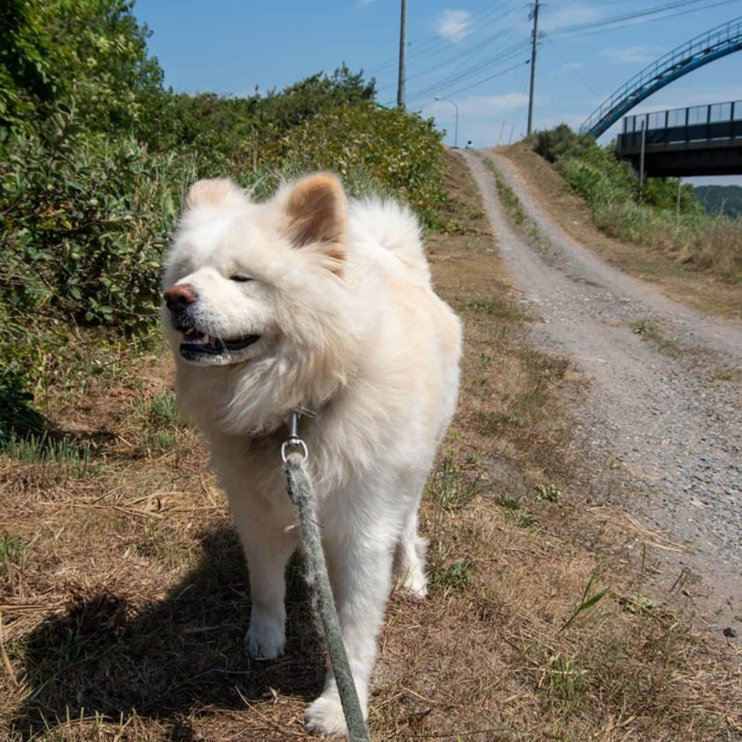 わさおさんのインスタグラム写真 - (わさおInstagram)「SUMMER WALK!!!! 暑いです いやはや 暑い 暑いです  #busakawa #longhair #longcoat #akitainu #dog #wasao #ぶさかわ #長毛 #秋田犬 #わさお」8月12日 22時38分 - wasao_official