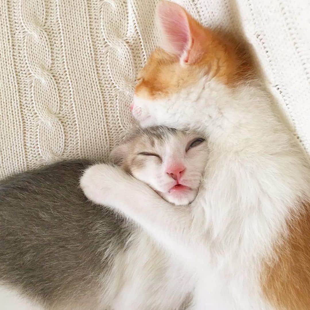 のインスタグラム：「﻿ ﻿ ﻿ ﻿ ﻿ #ねこ #ネコ #cat  #ねこすたぐらむ  #猫」