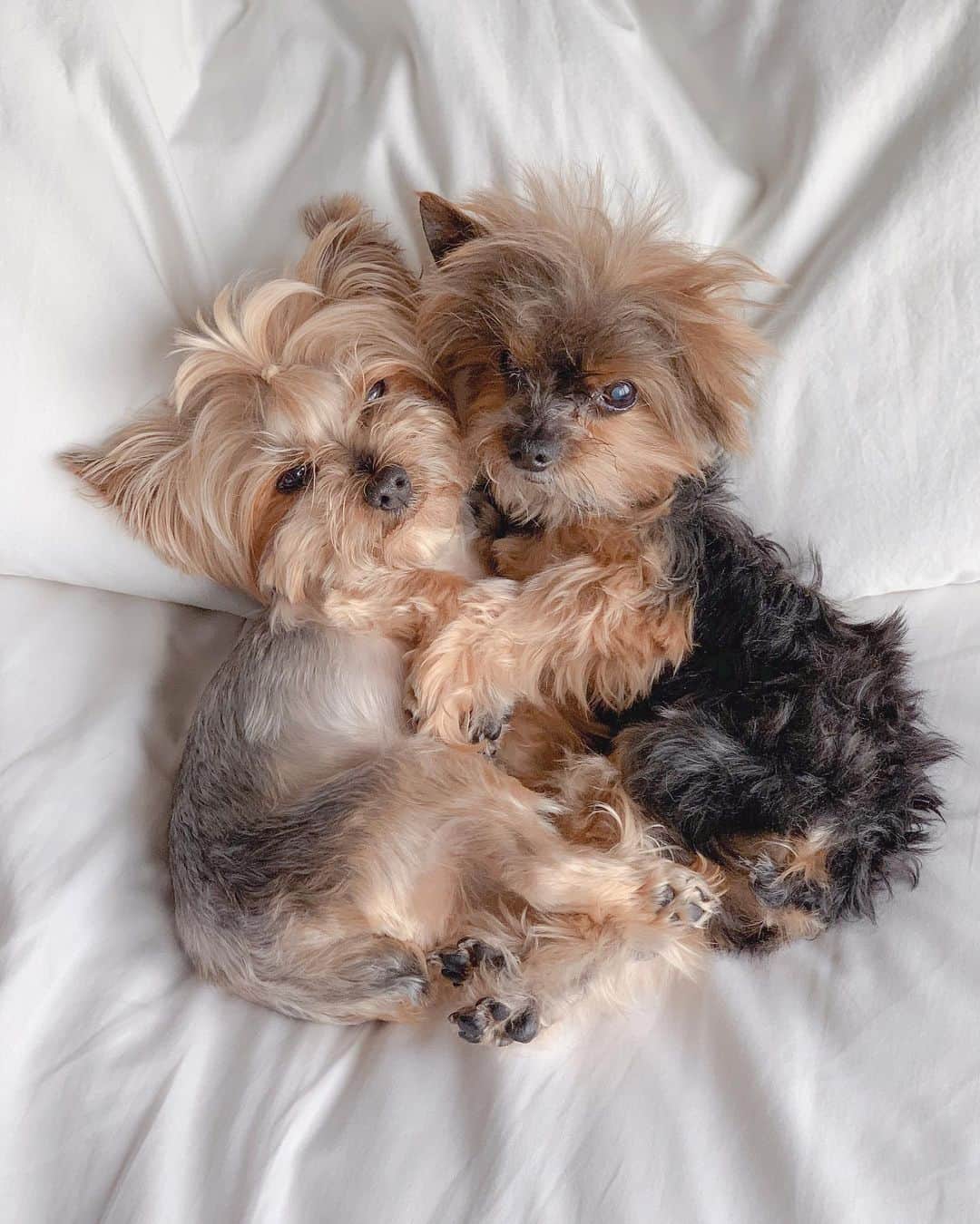 DogsOf Instagramのインスタグラム：「“#flashback of us trying to keep warm. ☺️” writes @skeeterlovespandy  #dogsofinstagram」