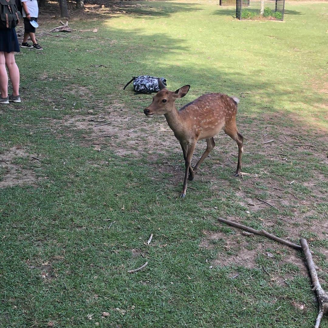 うさたにパイセンさんのインスタグラム写真 - (うさたにパイセンInstagram)「. . . 念願の奈良公園！ . . 鹿せんべい感動した！✨ . . #usagal #usaギャル #うさたにグラス  #followforfollowback #fashion #instagood #instalike #instafashion #follow4followback #followbackalways #毎日が別人  #carry」8月12日 23時11分 - usatanipaisen1215