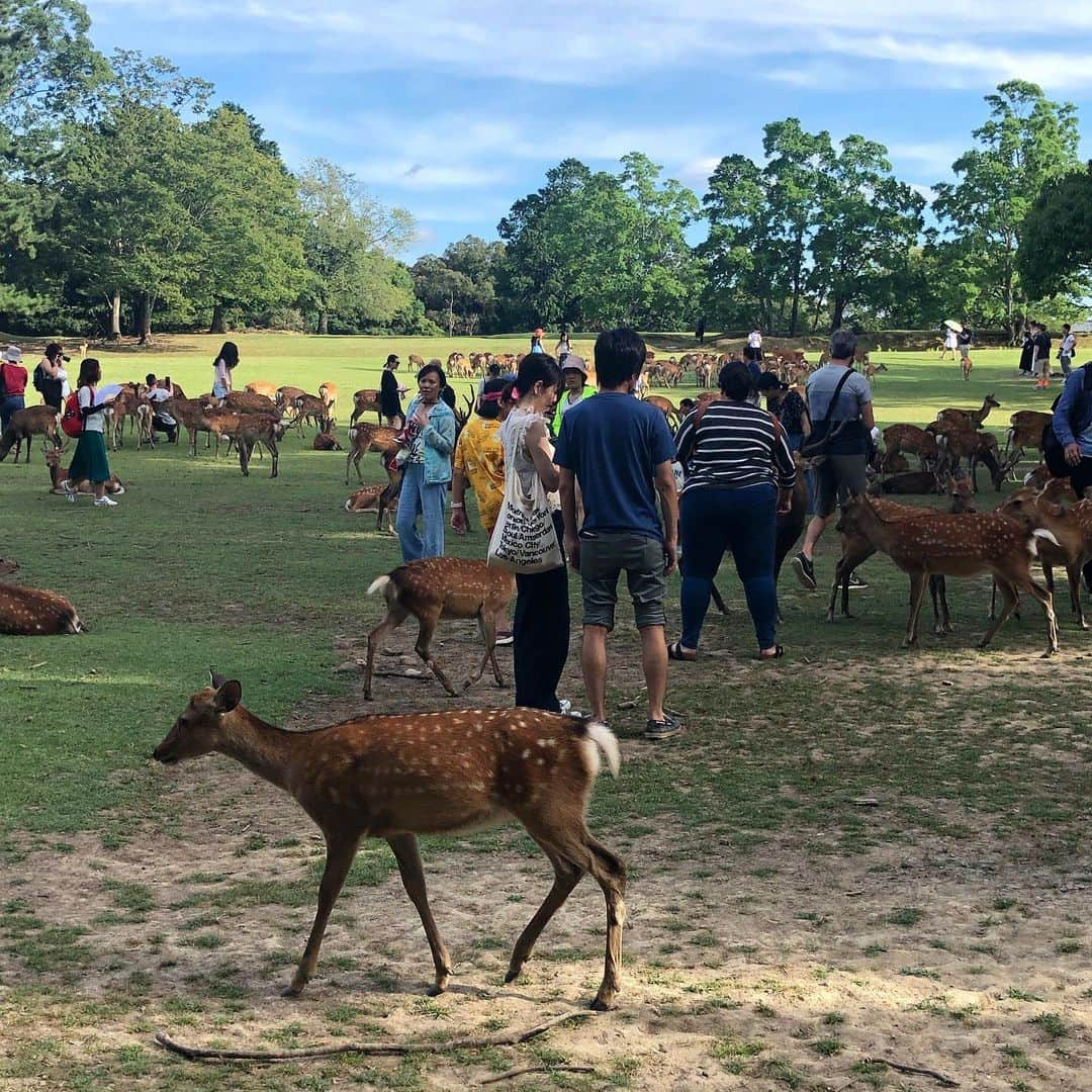 うさたにパイセンさんのインスタグラム写真 - (うさたにパイセンInstagram)「. . . 念願の奈良公園！ . . 鹿せんべい感動した！✨ . . #usagal #usaギャル #うさたにグラス  #followforfollowback #fashion #instagood #instalike #instafashion #follow4followback #followbackalways #毎日が別人  #carry」8月12日 23時11分 - usatanipaisen1215