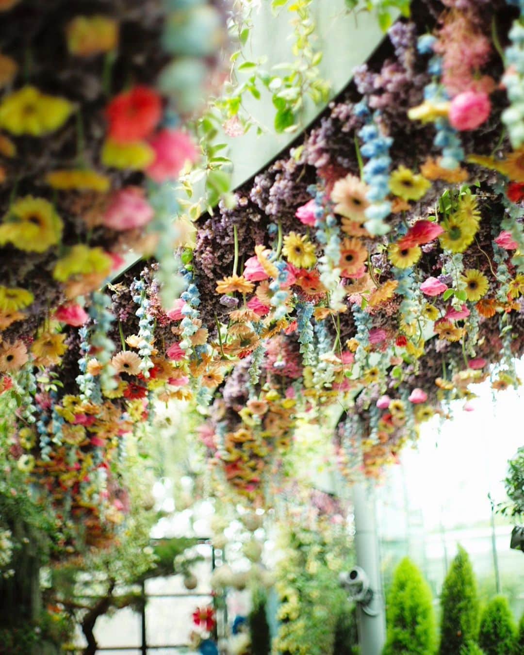 井上晃子さんのインスタグラム写真 - (井上晃子Instagram)「💐💐💐💐💐💐💐💐 広すぎる圧巻👏の植物園。 今年新しくopenしたばかりの"floral fantasy" . . #floralfantasy  #gardenbythebay  #singapore#sg」8月12日 23時21分 - akiki_2015