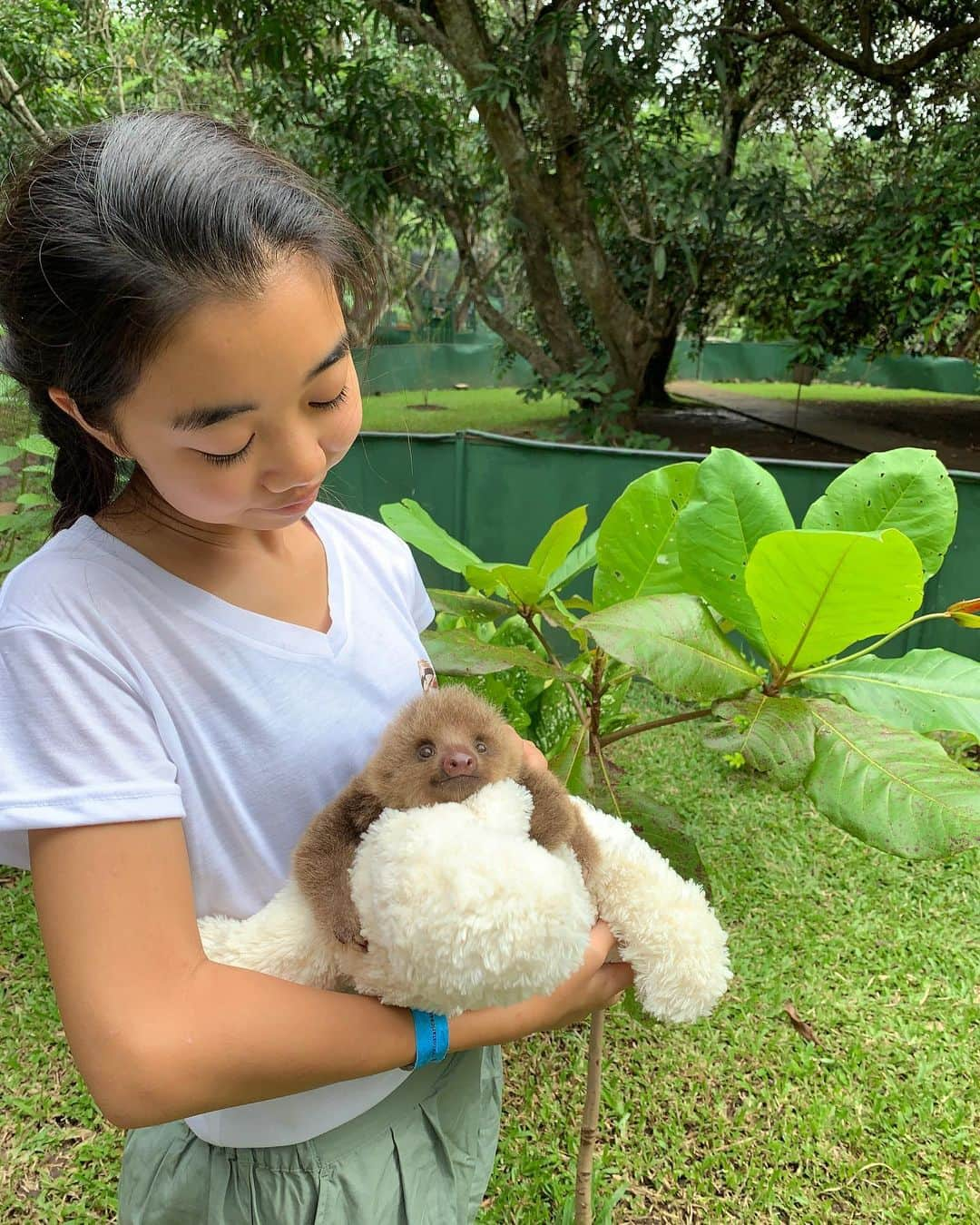 Laraさんのインスタグラム写真 - (LaraInstagram)「. . Highlights of my time in this volunteer!! The sloth walk was so much fun!! #pumpkin #babysloth #animalrescuecenter .. . このボランティアの1番の楽しみは ナマケモノの赤ちゃんの木登り練習のお手伝いの時間🍼 パンプキンは4カ月のナマケモノの赤ちゃん。 産まれてすぐに母さんとはぐれてこのセンターに運ばれてきたんだって。  #野生動物の救急センター #エコツーリズム先進国 #地球幸福度指数世界一 #コスタリカ🇨🇷 #larasummerholiday」8月12日 23時22分 - fa_la_lara