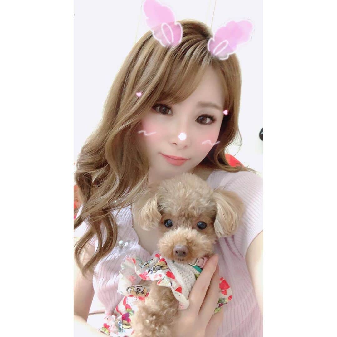 のインスタグラム：「お盆休み楽しんでますかぁ〜🤔⭐️ 三佳もココも元気です👍 最近更新がないよってDM結構あったから投稿しました🤔 ＊ ＊ ＊ #トイプードル#トイプードルレッド#ティーカッププードル#トイプードル多頭飼い#プードル#わんこ#愛犬#親バカ部#ふわもこ部#せるふぃ〜#ゆる巻き#ママ#toypoodle#toypoodlered#toypoodlegram#mydog#mypet#poodle#mysweetbaby#lovedogs#토이푸들#dogstagram」