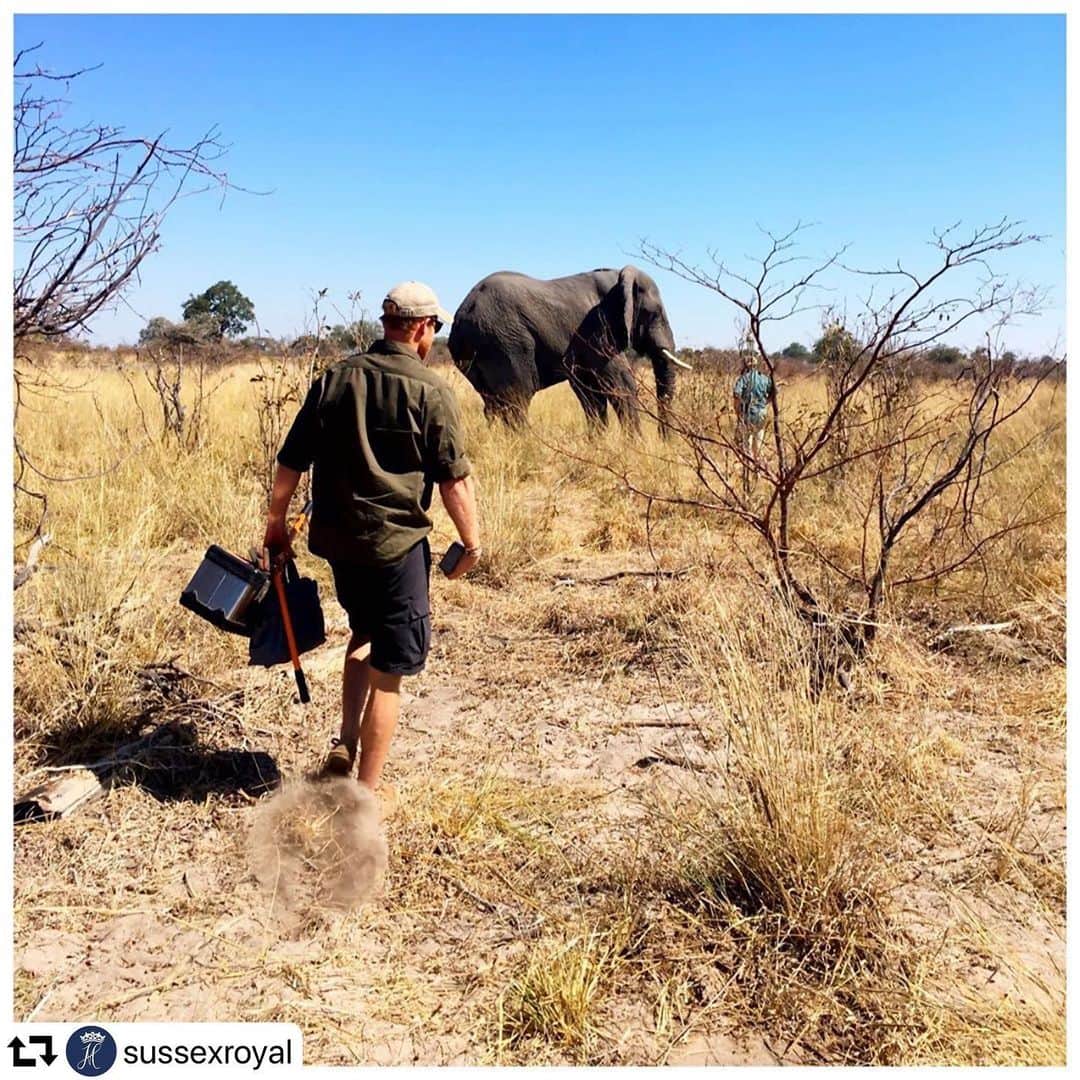エレン・デジェネレスさんのインスタグラム写真 - (エレン・デジェネレスInstagram)「#repost @sussexroyal ・・・ 🐘🐘🐘🐘🐘🐘🐘🐘 Today is #WorldElephantDay and we are pleased to announce that since we followed our friends at @ElephantswithoutBorders (EWB) on Instagram in July, when we were celebrating the environment, you and our friend @TheEllenFund (@TheEllenShow) have spread the word and EWB have been able to help protect 25 elephants by fitting them with satellite navigation collars!  These collars allow the team at EWB to track the elephants, as well as to learn their essential migratory patterns to keep their corridors safe and open so future generations of elephants can roam freely. In honour of this amazing support, EWB have named their most recently collared Elephant...ELLEN! We can’t wait to see where she will go! 🐘  Two years ago on World Elephant Day, The Duke and Duchess of Sussex joined Dr Chase to help in this conservation effort. Below, a few words from Mike and his partner Kelly at EWB: • ‘Today is a day to honor and celebrate the majestic elephant and to make a strong stand for conserving and protecting one of the world’s most beloved animals. elephants are intelligent, sentient beings capable of emotions from joy to grief. They are ‘environmental engineers,’ a key-stone umbrella species, and the fight to save them is in effect, a fight to save entire ecosystems and all wildlife.  Today elephants are facing many challenges; habitat loss and competition for resources creates conflict with humans, climate change and fires destroy much needed resources and poaching for the demand of ivory makes elephants bigger targets than ever.  African elephants are especially prone to human-wildlife conflict because of their large home ranges. Finding, preserving and creating elephant corridors is therefore of great importance in helping to maintain habitats suitable for movement and minimising human-elephant conflict. Corridors are a mitigation technique to better the livelihoods of local communities and the elephants themselves, by providing environment and ample space for wildlife to navigate from one habitat patch to another, without affecting the livelihoods of communities.’ • EWB - Dr Mike Chase, Ms Kelly Landen . 📸 by DOS © SussexRoyal」8月12日 23時45分 - ellendegeneres