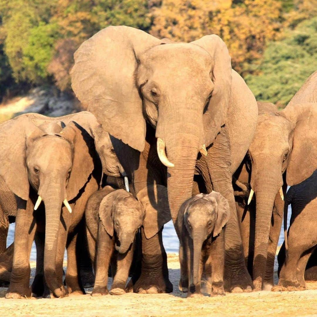 エレン・デジェネレスさんのインスタグラム写真 - (エレン・デジェネレスInstagram)「#repost @sussexroyal ・・・ 🐘🐘🐘🐘🐘🐘🐘🐘 Today is #WorldElephantDay and we are pleased to announce that since we followed our friends at @ElephantswithoutBorders (EWB) on Instagram in July, when we were celebrating the environment, you and our friend @TheEllenFund (@TheEllenShow) have spread the word and EWB have been able to help protect 25 elephants by fitting them with satellite navigation collars!  These collars allow the team at EWB to track the elephants, as well as to learn their essential migratory patterns to keep their corridors safe and open so future generations of elephants can roam freely. In honour of this amazing support, EWB have named their most recently collared Elephant...ELLEN! We can’t wait to see where she will go! 🐘  Two years ago on World Elephant Day, The Duke and Duchess of Sussex joined Dr Chase to help in this conservation effort. Below, a few words from Mike and his partner Kelly at EWB: • ‘Today is a day to honor and celebrate the majestic elephant and to make a strong stand for conserving and protecting one of the world’s most beloved animals. elephants are intelligent, sentient beings capable of emotions from joy to grief. They are ‘environmental engineers,’ a key-stone umbrella species, and the fight to save them is in effect, a fight to save entire ecosystems and all wildlife.  Today elephants are facing many challenges; habitat loss and competition for resources creates conflict with humans, climate change and fires destroy much needed resources and poaching for the demand of ivory makes elephants bigger targets than ever.  African elephants are especially prone to human-wildlife conflict because of their large home ranges. Finding, preserving and creating elephant corridors is therefore of great importance in helping to maintain habitats suitable for movement and minimising human-elephant conflict. Corridors are a mitigation technique to better the livelihoods of local communities and the elephants themselves, by providing environment and ample space for wildlife to navigate from one habitat patch to another, without affecting the livelihoods of communities.’ • EWB - Dr Mike Chase, Ms Kelly Landen . 📸 by DOS © SussexRoyal」8月12日 23時45分 - ellendegeneres