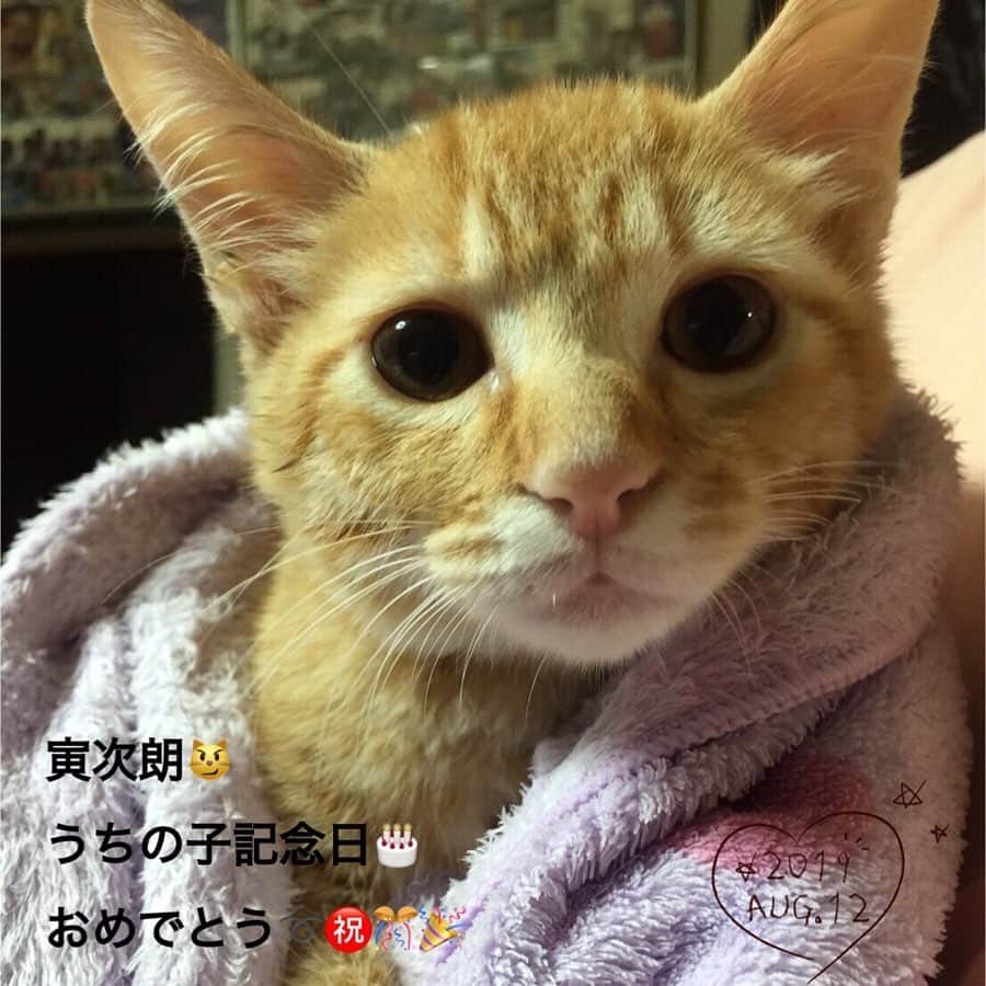 Kazumi-Gakumamaさんのインスタグラム写真 - (Kazumi-GakumamaInstagram)「今日、8/12は寅次朗のうちの子記念日です➰㊗️🎊🎉 *  3年前の今日、生後約3ヶ月の茶トラの野良猫は「寅次朗」と名付けられ我が家の一員になりました~👨👩🐈🐕🐈✨ *  寅次朗😼うちの子になってくれて本当に本当にありがとう🙏😌😘 *  まだ病気が完治してないから、キャットフード以外のものはあげられないけど、今日は特別に寅次朗の大好物「チャオの焼かつお🐟」をあげるね🎁 *  リンリン🐈と岳🐕も寅次朗の恩恵にあずかって良かったね〰️👍 *  これからもずうっとずうっと元気で長生きしてください😸😻😽 * * *  カレンダー🗓にずうっと前からきちんと書いて置いたのに、すっかり忘れてしまいさっき気付きました😥 *  寅次朗ごめんね~🙏 🐾----*----*----*----🐾 Today is the child anniversary of Torajiro😼🎂㊗️ Today, three years ago, Torajiro became a member of my home🐕🐈🐈💞🎊🎉 Congratulations Torajiro💖 🐾----*----*----*----🐾 #柴犬 #岳 #柴犬岳 #柴犬ガク#gaku #shibainugaku #shiba #shibainu #shibastagram #いぬすたぐらむ #猫 #ねこ #ニャンコ #リンリン #キジトラ #browntabby #ジャパニーズボブテイル #寅次朗 #茶トラ #まるどら #gingercat  #にゃんすたぐらむ #ねこすたぐらむ  #ふわもこ部 #ワンフルエンサー #ニャンフルエンサー  #うちの子記念日 #寅次朗うちの子になってくれてありがとう #Hermosos #20190812」8月12日 23時52分 - shibainu.gaku