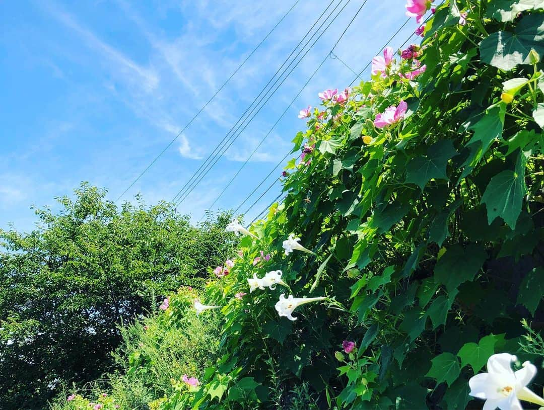 井上侑さんのインスタグラム写真 - (井上侑Instagram)「わたくしは、 生まれて初めて、 この夏、 ビキニを着ると、 ラジオで申し上げてしまいました。  今年こそはと、挑んだ2019年、夏。  井上侑  32歳  確かに、着ております。  誰も待っていないとおもいますが、一応、SNSにアップするとラジオでもお話してしまったゆえ、こちらに。  この、かっぽう着のような、シャツの下に、ネットで購入した、超ハイウエスト、デカパンツの、何とも言えないオレンジ色のビキニ🍊  偉そうに、腰に手を当て、 確かに、着用しております。  日焼け止めだけ顔に塗り、ガッツリ泳ぐべく、どスッピンで挑んだ、愛媛、上灘の海よ。  シャツを着たまま、後ろに見えます防波堤の方まで泳ぎまして、海の気持ち良さ、体感しました。（←何度かシャツの重みに、ぶくぶくと沈みかけましたが。汗 ⚠️良い子の皆さんは、服は脱いで入りましょう👙⚠️） 日差しも暑すぎず、何より愛媛の海が綺麗で、浅瀬で浸かっていると、いつまでもこうしていたくなるほど海水の気持ちい〜いこと。  海に行くというハードルが１つ下がり、来年も行きたいと今から思っているわけであります。  #かっぽう着 #海よ #双海 #海水浴 #透き通る海 #sea #えひめ #上灘 #抹茶バニラ #ソフトクリーム #チーズハットグ #初めて食べた #芙蓉 #タカサゴユリ #flowers #ふたみ #ビキニ #有言実行⁉︎ #是非ご覧いただきたい のは #美しい景色」8月13日 0時08分 - yuinouehappy