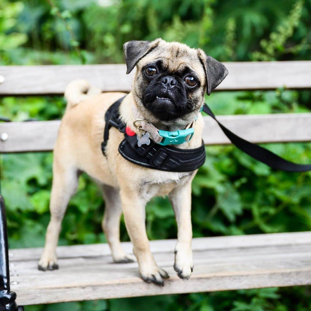 The Dogistさんのインスタグラム写真 - (The DogistInstagram)「Sansa, Pug (7 m/o), Washington Square Park, New York, NY • “She was born with a bad leg, so she has a limp. She’s okay but is a little clumsy.” @littlepugsansa」8月13日 0時09分 - thedogist