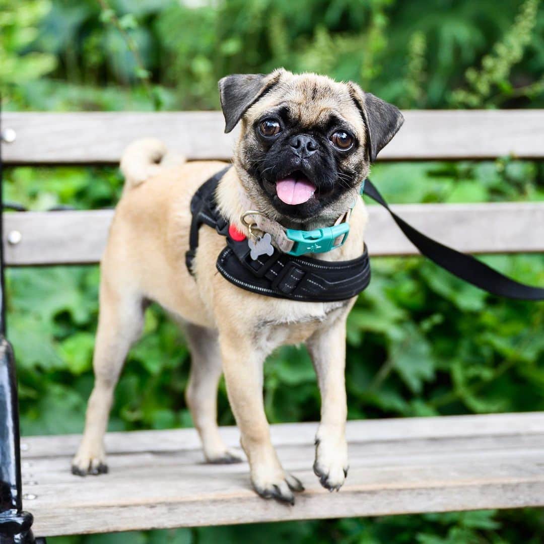 The Dogistさんのインスタグラム写真 - (The DogistInstagram)「Sansa, Pug (7 m/o), Washington Square Park, New York, NY • “She was born with a bad leg, so she has a limp. She’s okay but is a little clumsy.” @littlepugsansa」8月13日 0時09分 - thedogist