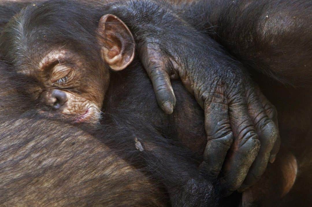 のインスタグラム：「Photo by @FransLanting // Sponsored by @ikeausa // A newborn chimpanzee sleeps on her mother’s chest during a midday siesta. While tracking chimps in Senegal for @NatGeo, I learned a lot about the differences between chimps and humans when it comes to sleep patterns. Chimps curl up in tree nests at sunset and wake up at sunrise, which gives them up to 12 hours of rest. But they also take breaks during the day to nap—a routine I wish I could emulate more myself. // A good night's sleep is going extinct. Build your sanctuary today. #SaveOurSleep」