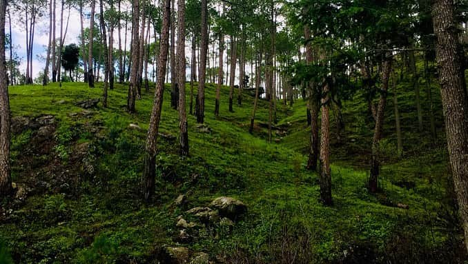 エヴァンジェリン・リリーさんのインスタグラム写真 - (エヴァンジェリン・リリーInstagram)「We walked in the forest and things melted inside that we didn’t know were frozen.  #forest #india #friendship」8月13日 5時55分 - evangelinelillyofficial